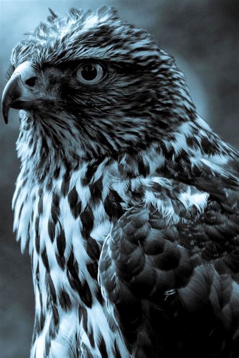 HD Black and White Eagle Wallpapers for iPhone 4