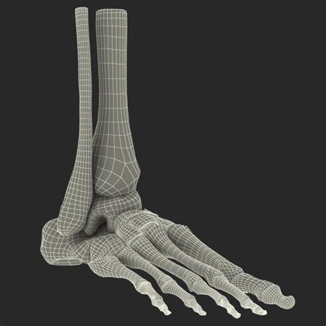 Human Skeleton Foot 3d Model 3d Molier International