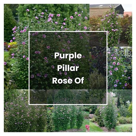 How To Grow Purple Pillar Rose Of Sharon Plant Care And Tips