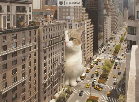 The Return Of The Catzillas New Giant Cats In Urban Landscapes By