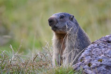 MARMOTA ALPINA - Marmota marmota | Los Pirineos 2020 ...