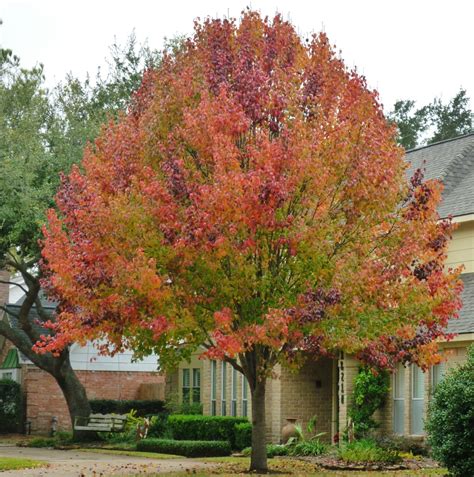Information About Bradford Pear Trees With Pictures