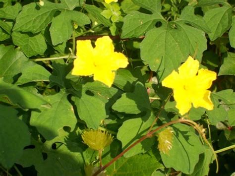 Stamens develop very well on male flowers. cabin talk: Invasion of the Body Snatchers