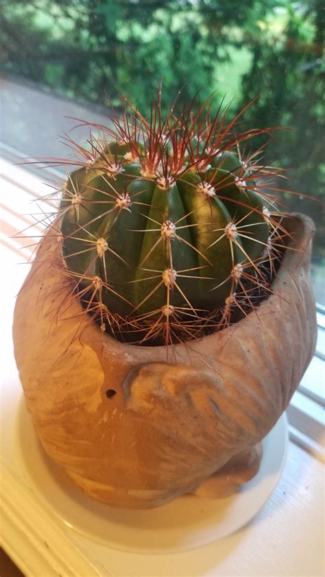 The aforementioned signs of root rot—wobbling and discoloration—are big ones. My cacti's once red spikes are turning white; should I be ...
