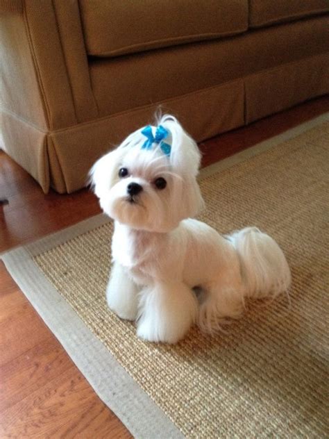 Dec 09, 2017 · skinny jeans look best when worn by skinny women. Tampa's Best Pet Dog Grooming Services ! | Maltese dogs ...