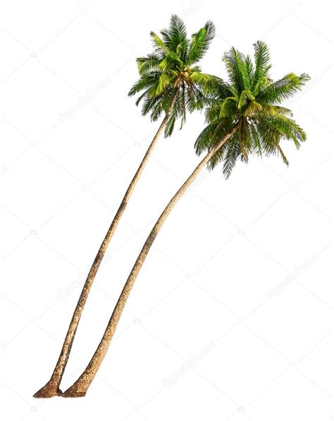 Coconut Palm Trees Stock Photo By ©pretoperola 48049899