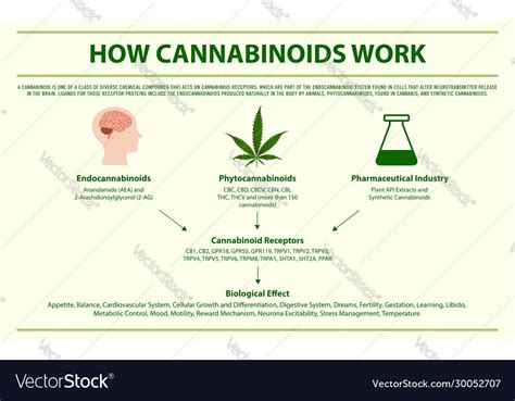 How Cannabinoids Work Horizontal Infographic Vector Image