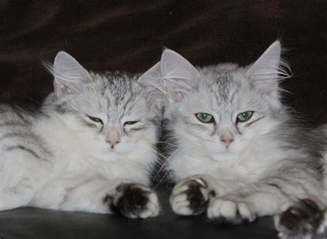 Within 72 hours of obtain a kitten(s), the buyer must. Life With Siberian Cats: My Experience With Adoption ...