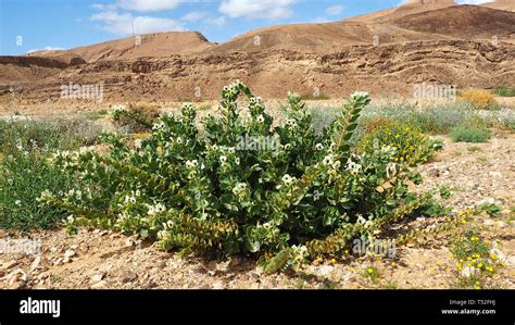 Israeli Negev Desert Blooming In Winter Plants In The Negev Desert
