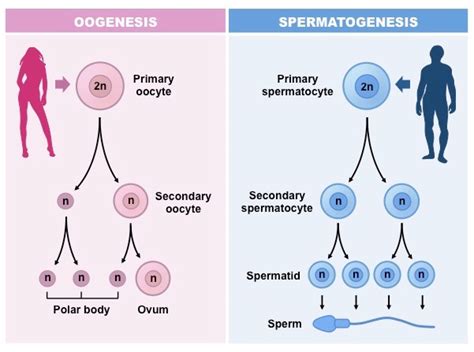 Ciri Ciri Spermatogenesis Dan Oogenesis Materi Kimia The Best Porn Website
