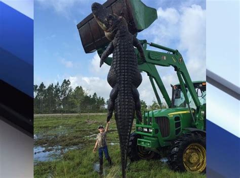 Huge Gator Caught In Florida Could Be Record