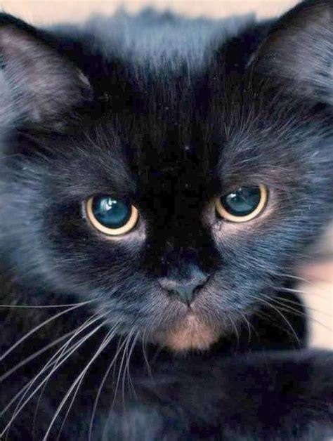 Hero in the trojan war. Remarkable... Beautiful Unique Cat Names. | Cats, Cute ...