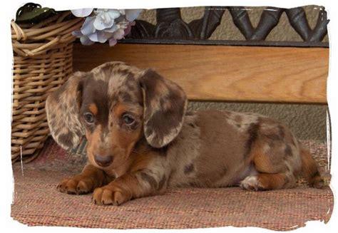 Miniature dachshund puppies for sale from dog breeders. Micro Mini Dachshund Puppies For Sale In Florida | Top Dog ...