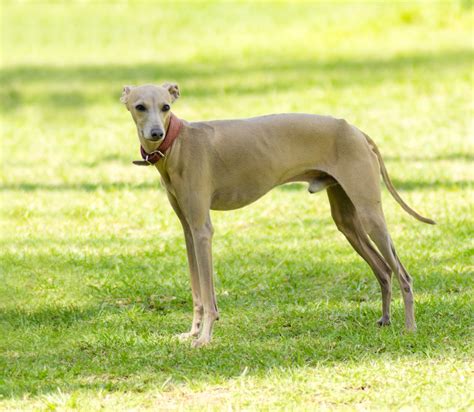 Italian Greyhound Bil Jac