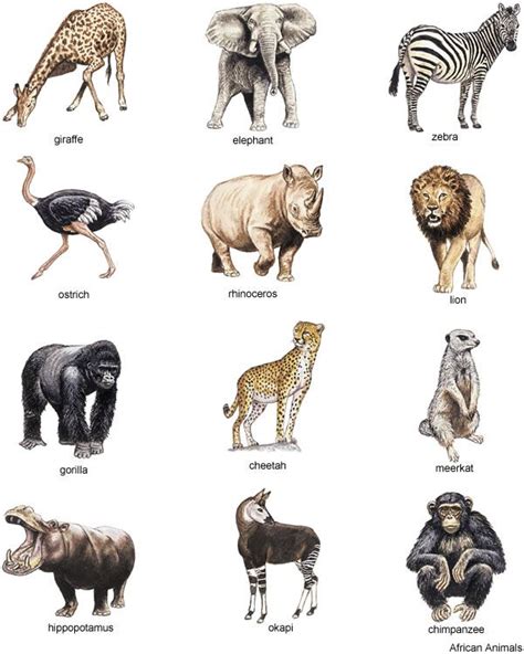 There are a great number of african animals that you could list in alphabetical order. afica animals clipart - Clipground