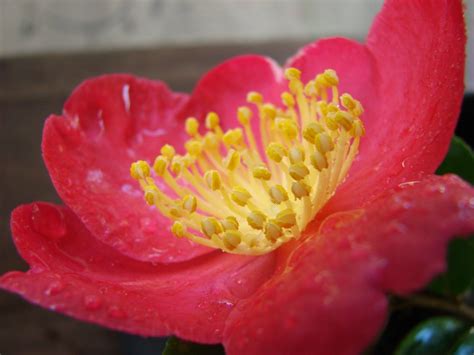 Camellia Is The State Flower Of Alabama And They Are Grown Abundantly