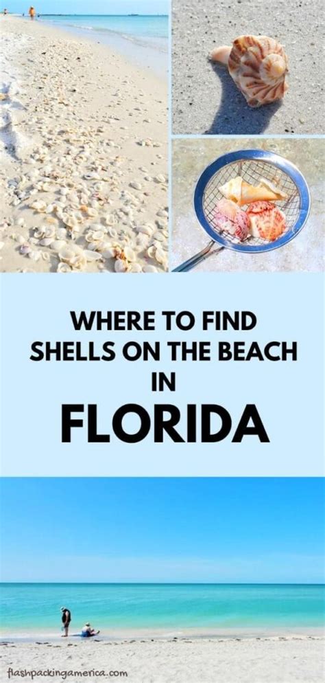 Best Shelling Beaches In Florida So Many Seashells 🐚 Best Shelling In