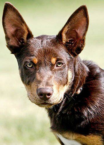 Kelpie 5485 Australian Dog Breeds Dog Breeds Australian Kelpie Dog