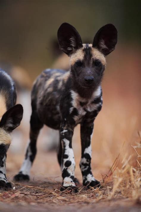 African Wild Dog 12 Week Old Puppy Nature Animals Animals And Pets