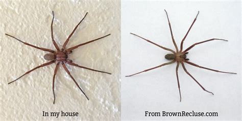 My Bf Found What Looks Like A Brown Recluse In His House In Northern