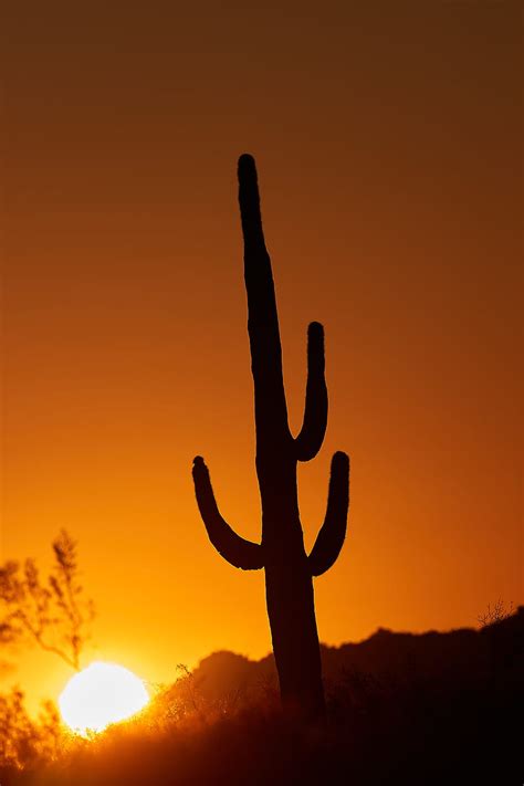 Cactus Sun Sunset Dusk Hd Phone Wallpaper Peakpx
