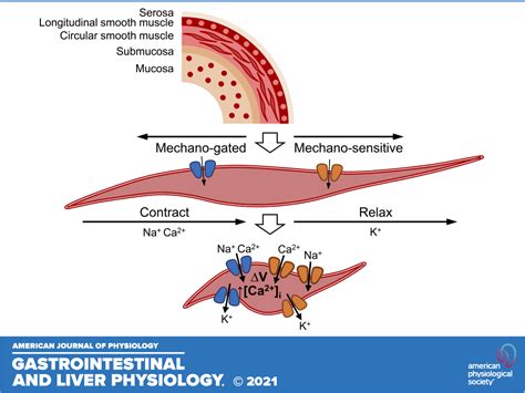 Mechanotransduction In Gastrointestinal Smooth Muscle Cells Role Of