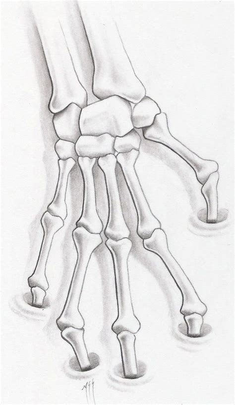 To The Bone By Markfellows On Deviantart Skull Art Drawing Anatomy