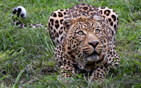 African Leopard Wallpapers | HD Wallpapers | ID #11348