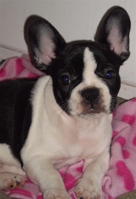 frenchie looking adorable as a puppy | Puppies, Boston terrier, Animals