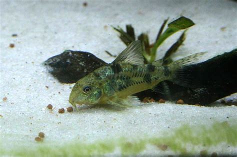 Corydoras Paleatus Fish Sheet