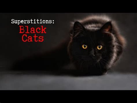 Maybe you would like to learn more about one of these? Superstitions: Black Cats - YouTube