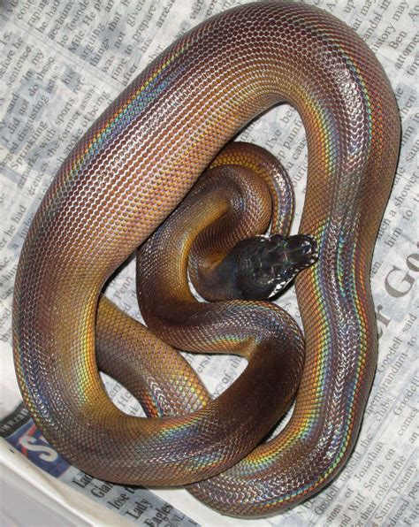 White Lipped Python Ssnakess Reptile Forum