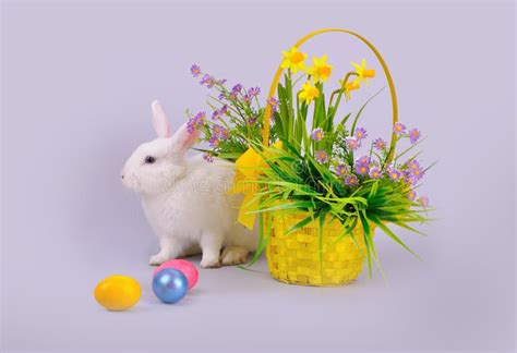White Bunny Basket With Flowers And Easter Eggs Stock Photo Image