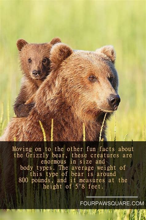 15 Fun Facts About Grizzly Bear Four Paw Square