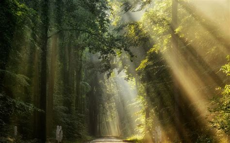 Nature Landscape Road Sun Rays Trees Green Sunlight Wallpapers Hd