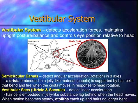 Ppt Auditory Tactile And Vestibular Systems Powerpoint Presentation