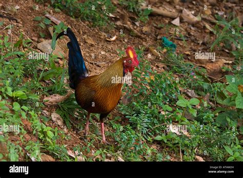 Male Ceylon Jungle Fowl Related To The Domestic Hen Sri Lanka Stock