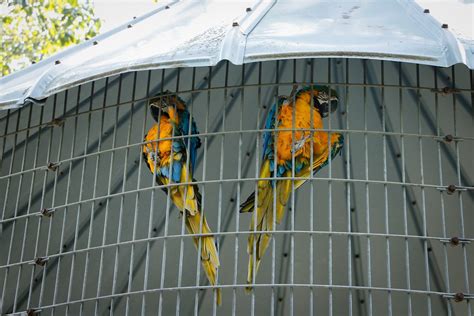 Blue And Gold Macaws Jenna Weller Flickr