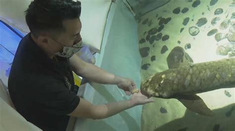Meet Methuselah The Oldest Living Aquarium Fish In The World
