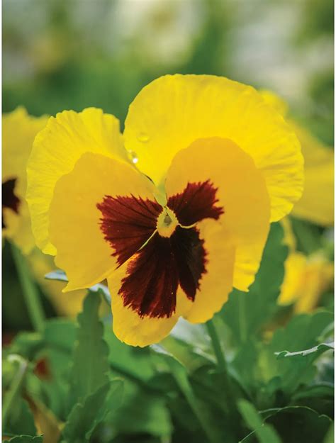 Pansy Yellow Blotch Pansies Flowers Plants