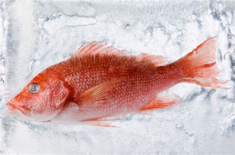 Frozen Fish In Ice Stock Photo Download Image Now Istock