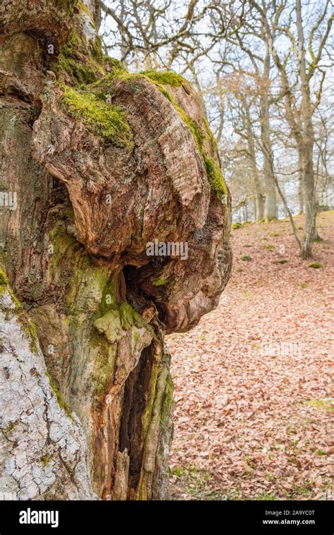 Big Tree Burls At A Old Oak Tree Stock Photo Alamy