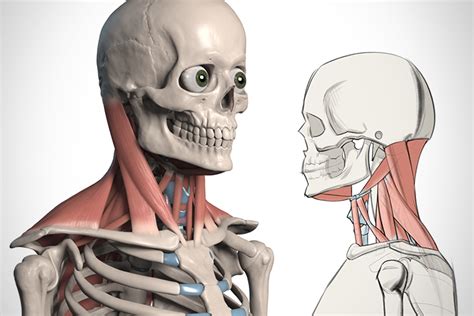 Some important structures contained in or passing through the neck include the seven cervical vertebrae and enclosed spinal cord, the jugular veins and carotid arteries, part of the esophagus, the larynx. How to Draw the Neck - Anatomy for Artists | Proko