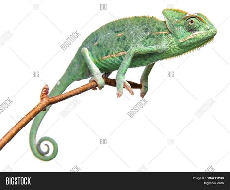 Green Chameleon Image And Photo Free Trial Bigstock