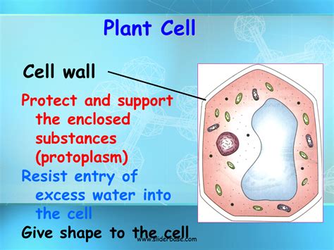 The cells are highly specialized to carry out the specific tasks. Plant Cell Organelles