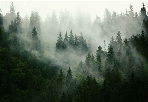 Fotowalls Misty Forest