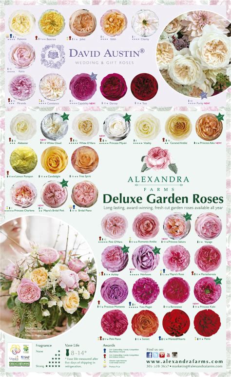 Wholesale flowers and supplies ships all flowers via fedex next day delivery. JetFreshFlowers.com has your favorite garden rose ...