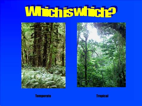 Ppt Temperate Vs Tropical Rainforests Powerpoint Presentation Free