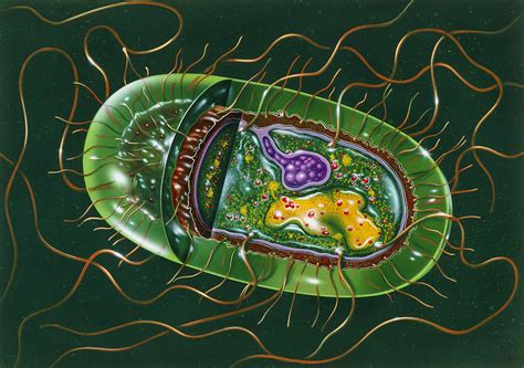 Illustration Of Structure Of Salmonella B By John Bavosi