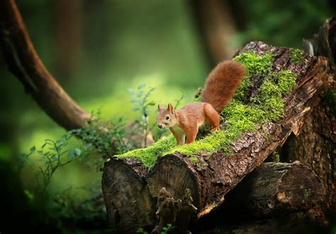 Brown Squirrel On Brown Tree Branches Hd Wallpaper Wallpaper Flare